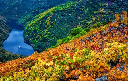 Discovering the Beauty of Ribeira Sacra: A Private Tour