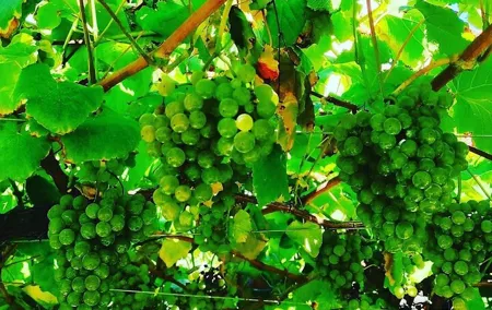 Albariño Wine and Santiago de Compostela