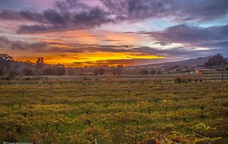 Albariño Wine Exclusive Private Tour, views & Michelin Star lunch