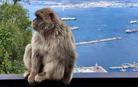 Gibraltar Private Daytrip from Cadiz