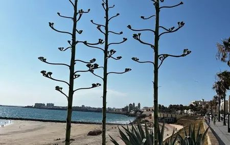 Private tour Cadiz: the city of light