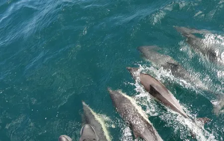 Dolphin Watching Tour in Gibraltar from Jerez