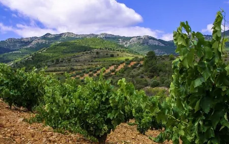 Olive Oil and Winery Tour from Zaragoza City