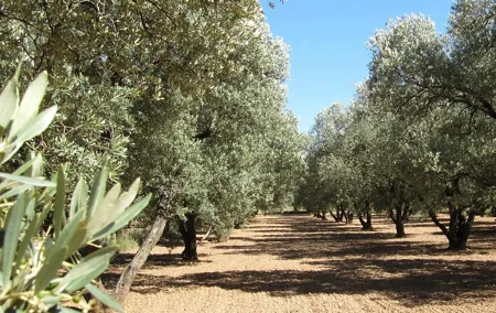 Olive Oil Tour and Visit to Belchite Old Town
