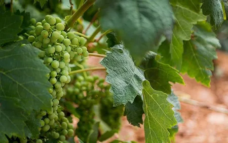 Haft-day Winery tour from Zaragoza