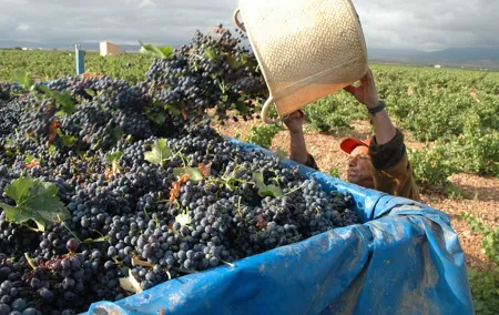 Full-Day Wine Excursion and Visit Goya Birthplace