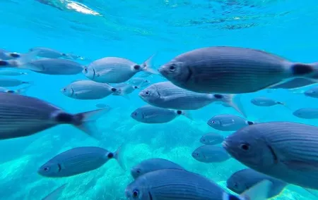 Explore Cap Norfeu and the Secret Cave: An Underwater World