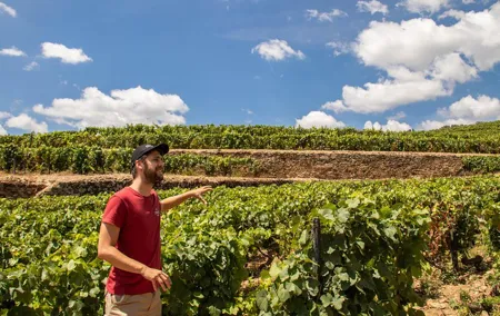 Complete Douro Valley Wine Tour with Lunch, Wine Tastings and River Cruise