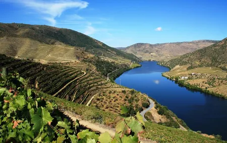 Douro Valley Wine Tour: 3 Vineyard Visits, Wine Tastings, Lunch