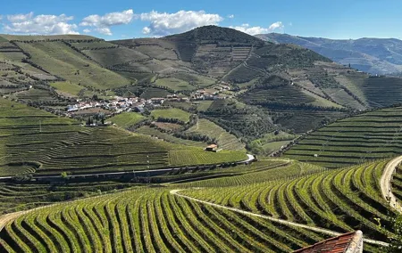 Douro Valley Half-Day Wine Tour with Winery and Lunch From Porto