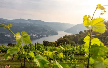 Douro Private Tour with Transport