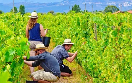 From Vine to Wine: A Harvest Adventure in Douro Valley