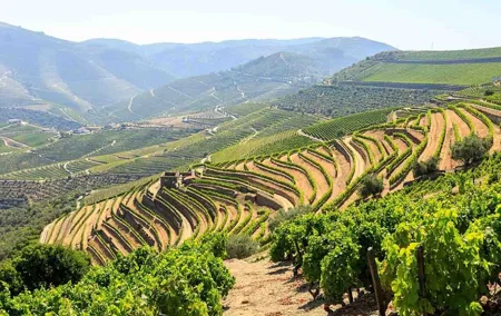 Private Douro Valley Tour Including 3 Wineries