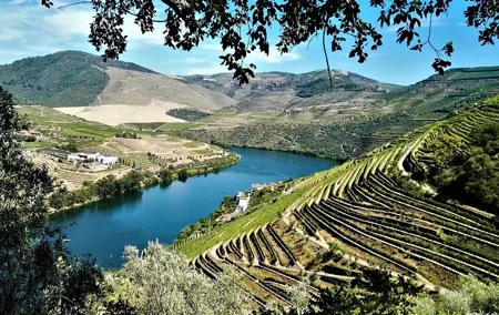 Premium Private Douro Tour: 3 Wineries with Tastings & Lunch