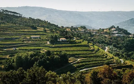 Premium Private Douro & Vinho Verde Tour: Wine Tastings & Lunch