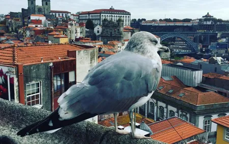 Tour HD Porto 4 hours