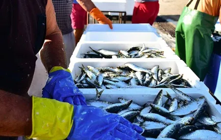 Porto and Matosinhos: Sardine Production - Small Group Tour