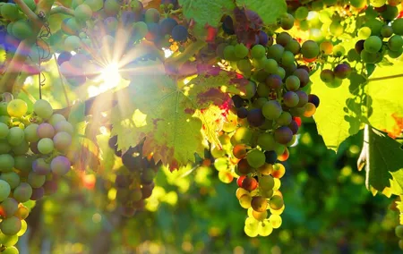 Vinho Verde Private Wine-Tour (All Inclusive)