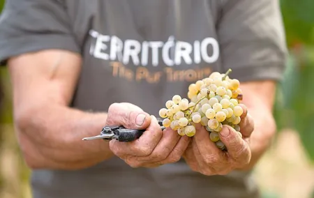 Vinho Verde Experience with 2 Wineries and Lunch