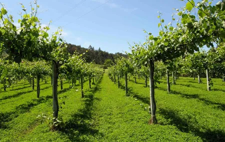 Private Tour Alvarinho (Melgaço and Monção) includes 3 wine tastings