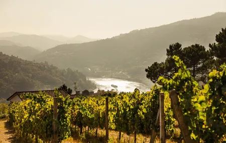 Douro Valley Exclusive Green Wine Tour