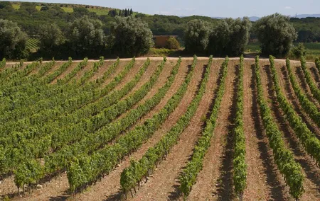 Private Tour to Aveiro, to the Sparkling Wine Cellars and Piglet Tasting