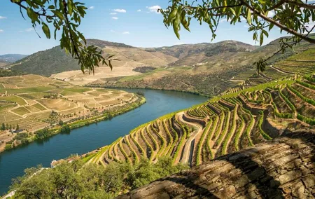 Private Douro Valley Tour 2 Wineries Cruise and Lunch