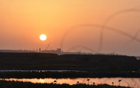 Bird watching in Aveiro