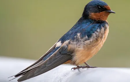 North Coast Birdwatching Adventure with Jeeptour