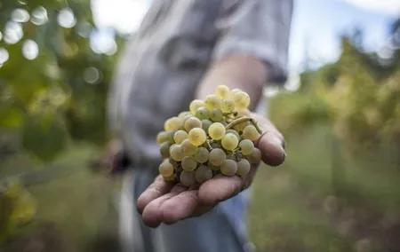 Premium Private Vinho Verde Tour:3 Wineries with Tastings & Lunch