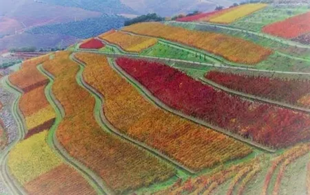 Douro Valley Premium with wine tasting lunch and boat