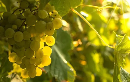 Private Vinho Verde Region Wine Tour from Porto Including Lunch