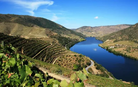 Private Tour: Douro Valley Wine Experience from Porto