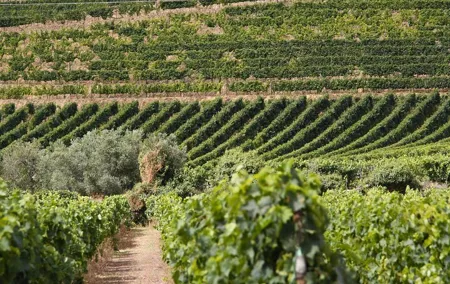 Private Full-Day Tour with Lunch and Wine Experience in Portugal