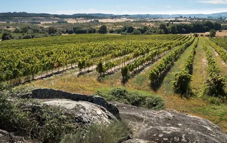 Premium Private Dão Tour: 2 Wineries with Wine & Cheese Tasting