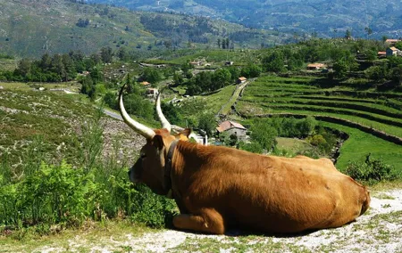 Gerês Private Tour (All Inclusive)