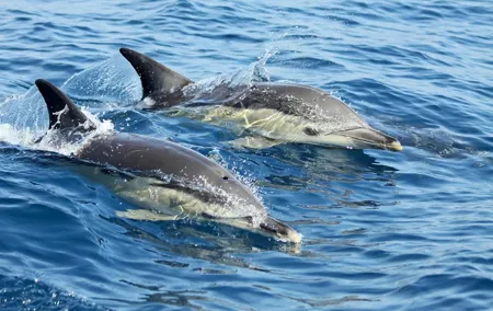 Lisbon: Dolphin Watching with a Marine Biologist - Ocean Safari