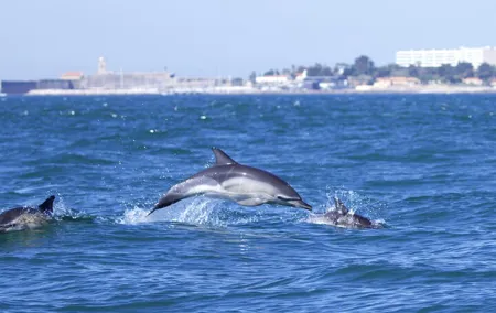 Dolphin Watching in Lisbon