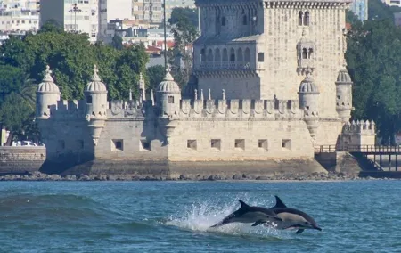 Meet the Lisbon Dolphins - Dolphin Watching in Lisbon