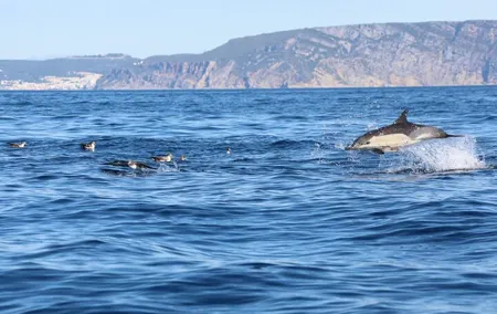 Lisbon Dolphin Watching Ocean Safari