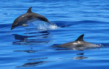 Lisbon Cruise with Dolphin Watching