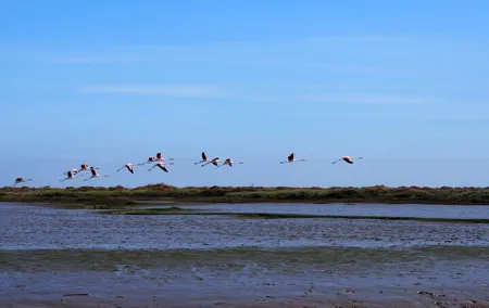Boat Tour - Bird Observation in the Tejo Nature Reserve