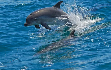 Dolphin Watching in the Wild - Half Day