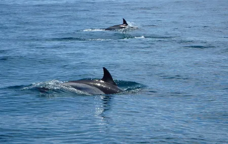 Dolphin Route