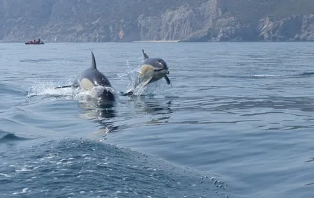 Dolphin Watching at the Arrabida (Lisbon region)