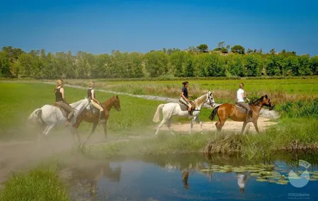 Horses In The Sand