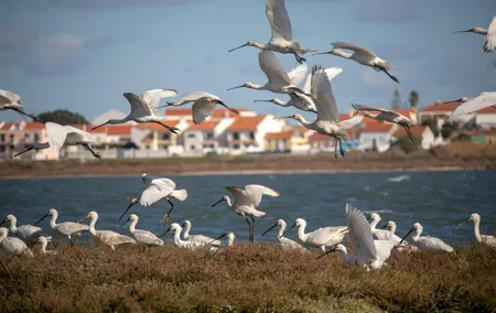 Birdwatching Boat Tour so close to Lisbon