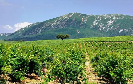 Full Day Private Wine Tour in Arrabida
