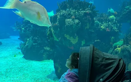 Oceanarium, Telecabine and San George Castelo Full Day Trip