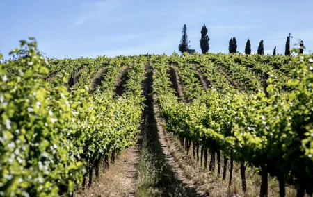 Wine Tasting at Mafra (30kms of Lisbon) | Monastery of Mafra | Ericeira Village
